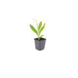 Convallaria majalis (6 stuks)