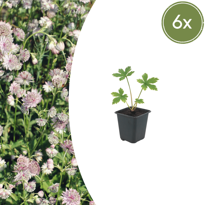Astrantia major (6 stuks)
