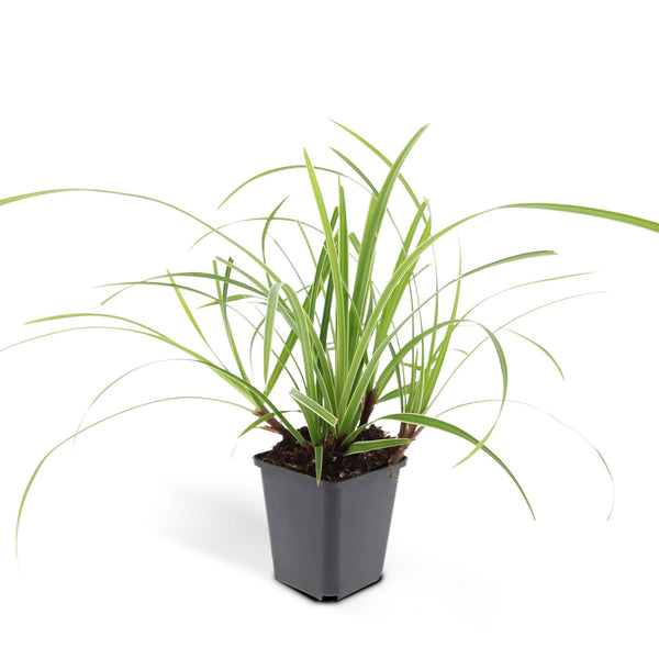 Carex morrowii 'Ice Dance' (6 stuks)
