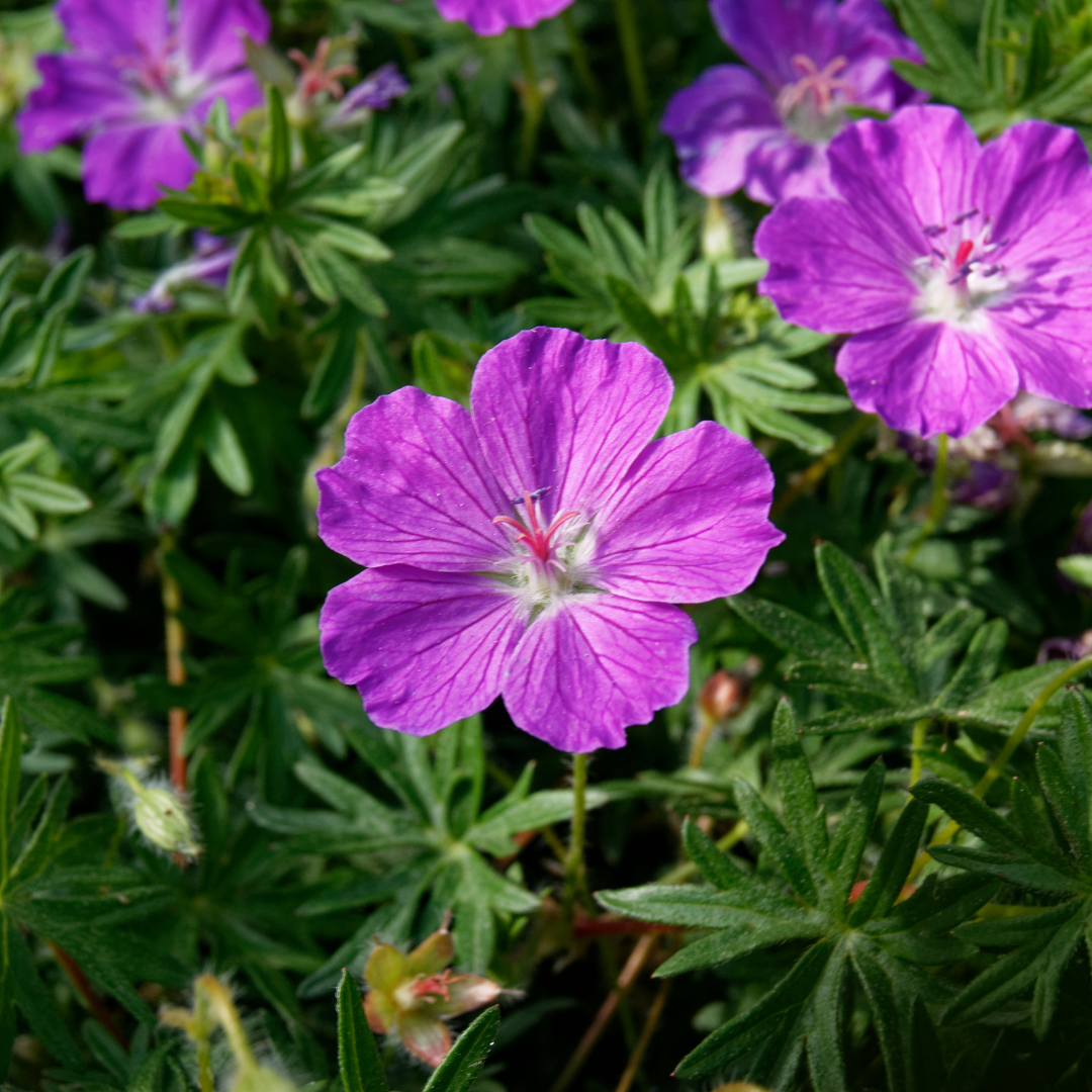Geranium sanguineum (6 stuks)