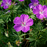 Geranium sanguineum (6 stuks)