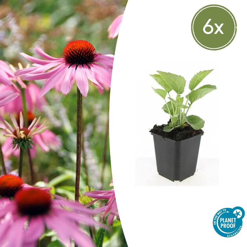 Echinacea purpurea 'Magnus' (6 stuks)