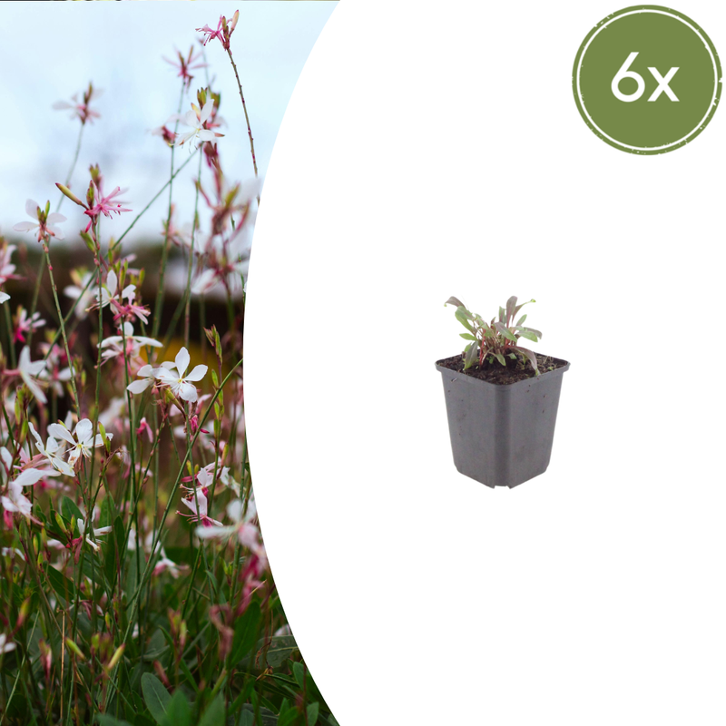 Gaura lindheimeri 'Siskiyou Pink' (6 stuks)