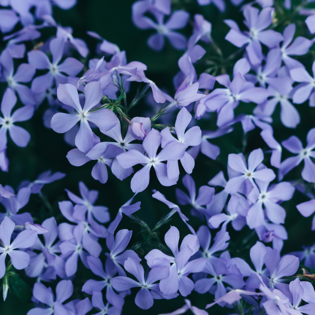 Phlox subulata 'Emerald Cushion Blue' (6 stuks)