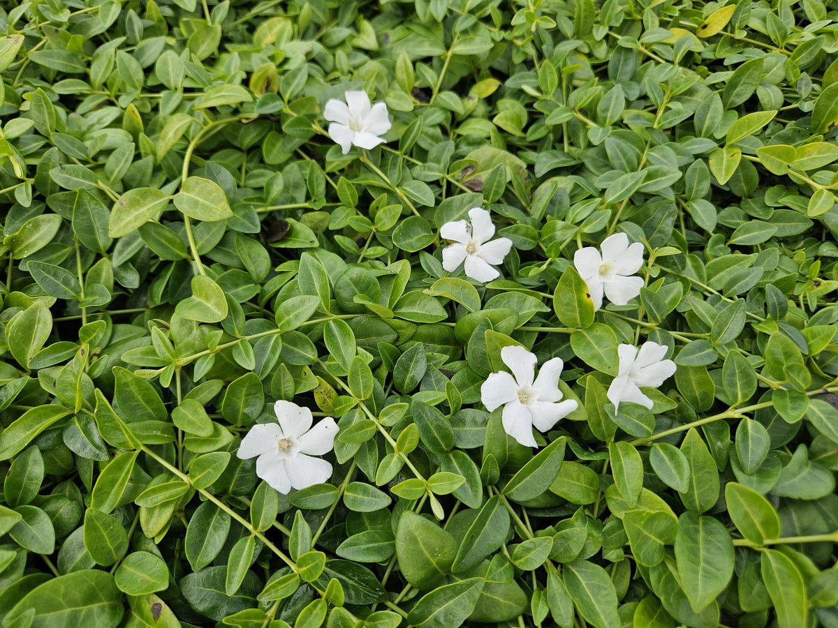 Vinca minor 'Gertrude Jekyll' (6 stuks)