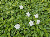 Vinca minor 'Gertrude Jekyll' (6 stuks)