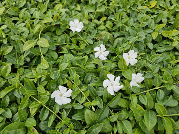 Vinca minor 'Gertrude Jekyll' (6 stuks)