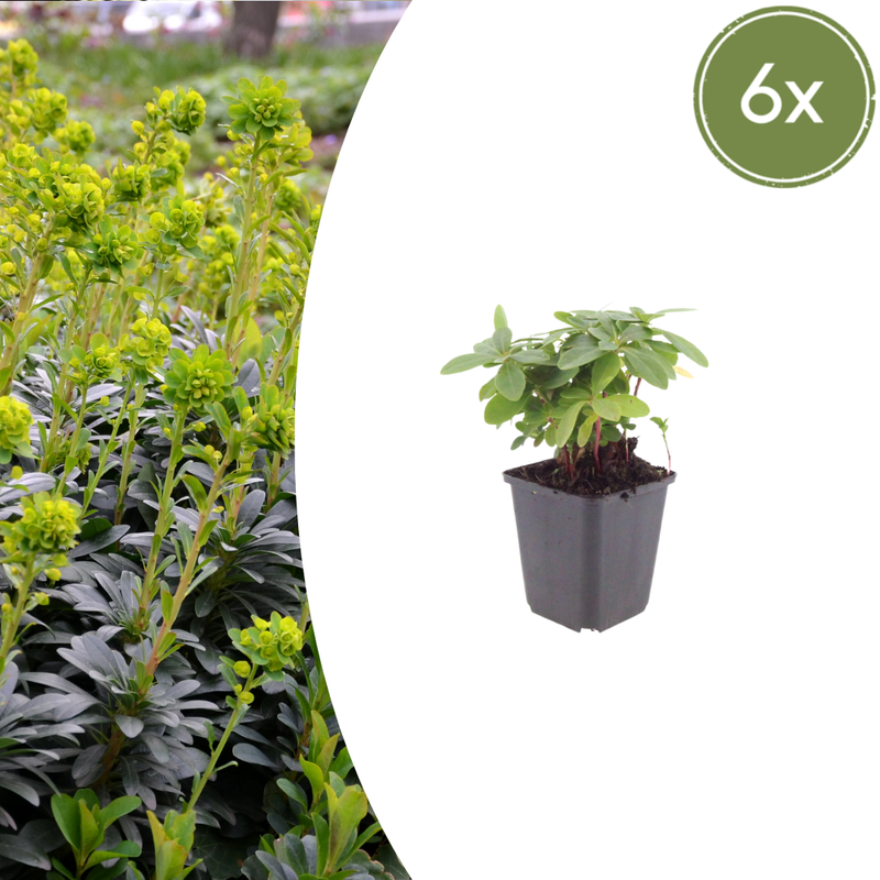 Euphorbia amygdaloides 'Robbiae' (6 stuks)