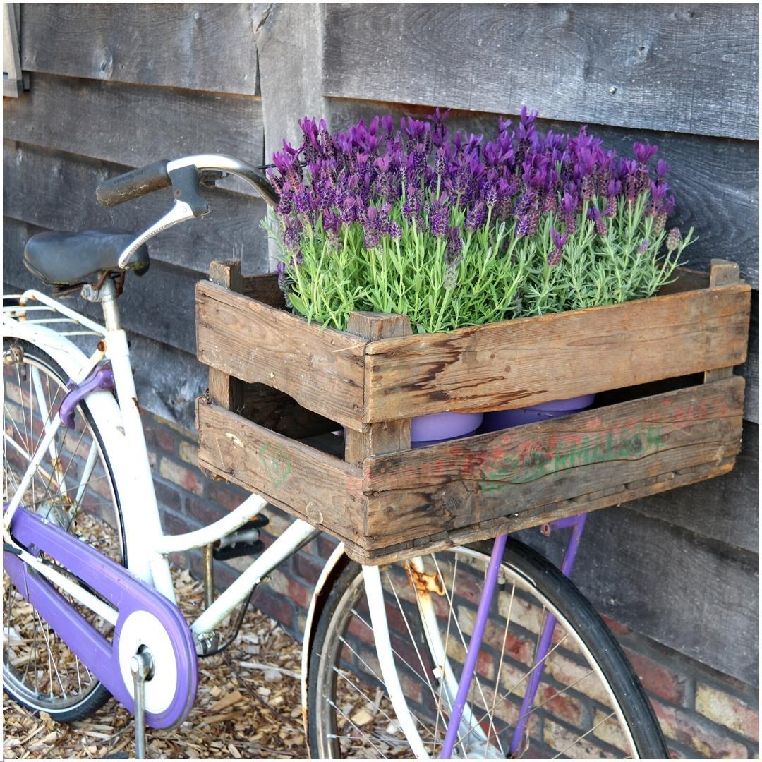 Lavandula stoechas 'Anouk' (3 stuks)