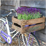 Lavandula stoechas 'Anouk' (3 stuks)