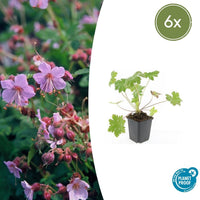 Verpakking — Geranium macrorrhizum 'Ingwersen's Variety' (6 stuks)