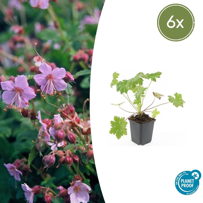 Geranium macrorrhizum 'Ingwersen's Variety' (6 stuks)