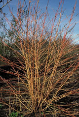 Cornus sanguinea 'Anny's Winter Orange' (6 stuks)