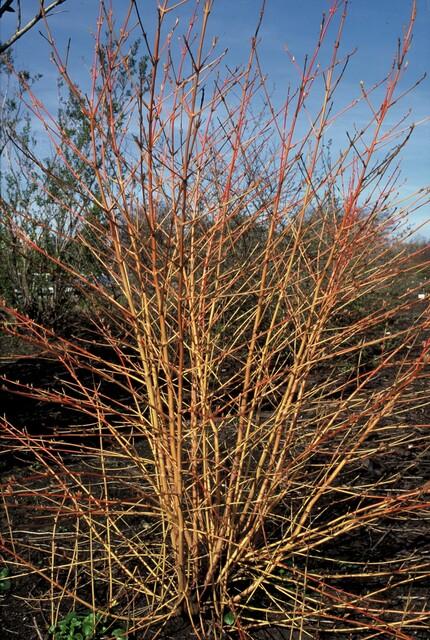 Cornus sanguinea 'Anny's Winter Orange' (6 stuks)