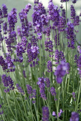 Lavandula angustifolia 'Dwarf Blue' (6 stuks)