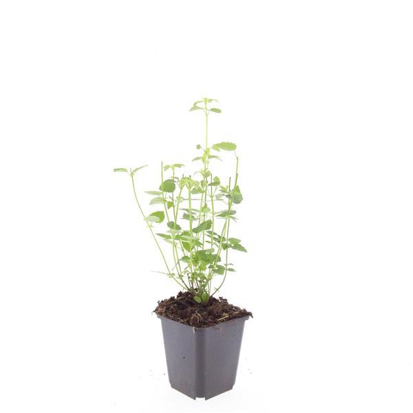 Agastache 'Black Adder' (6 stuks)