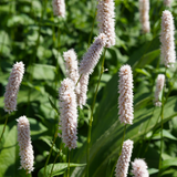 Persicaria bistorta 'Superba' (6 stuks)