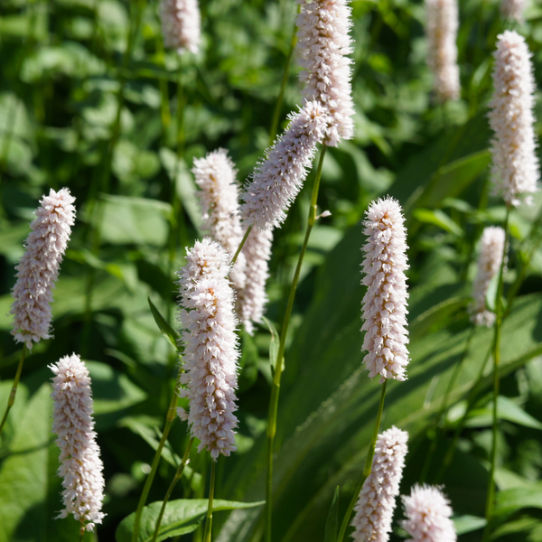 Persicaria bistorta 'Superba' (6 stuks)