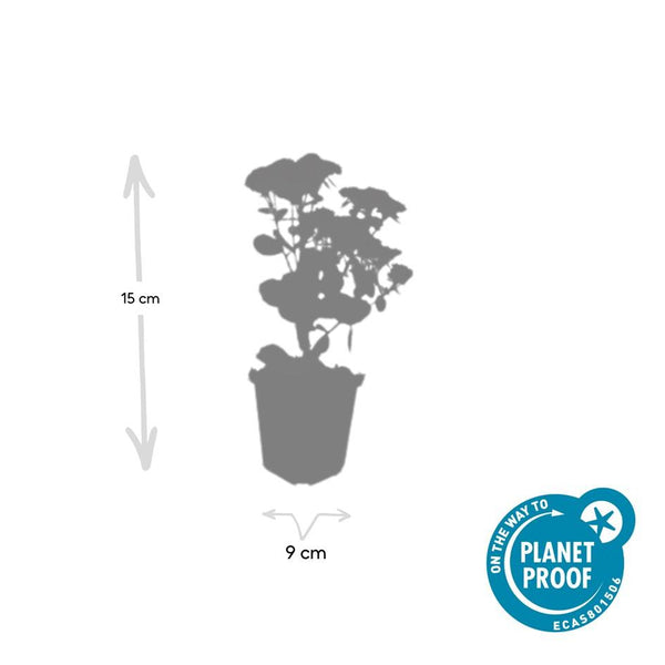 Sedum 'Herbstfreude' (6 stuks)