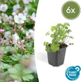 Geranium cantabrigiense 'Biokovo' (6 stuks)