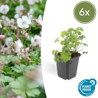 Verpakking — Geranium cantabrigiense 'Biokovo' (6 stuks)