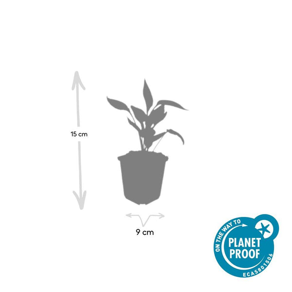Echinacea purpurea 'White Swan' (6 stuks)