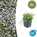 Isotoma fluviatilis (6 stuks)