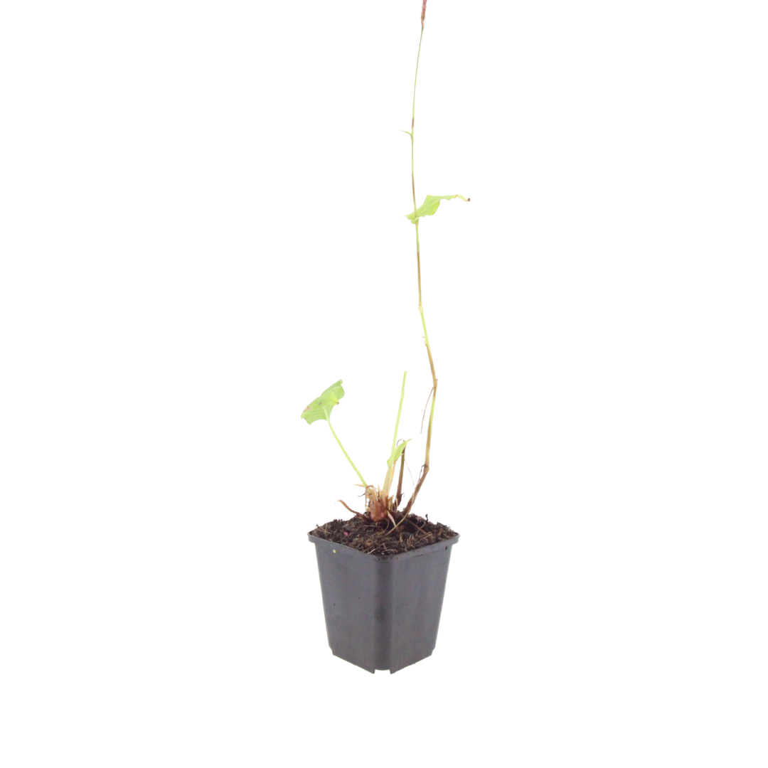 Persicaria bistorta 'Superba' (6 stuks)