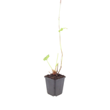 Persicaria bistorta 'Superba' (6 stuks)