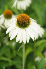 Echinacea purpurea 'White Swan' (6 stuks)