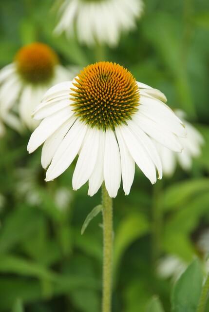 Echinacea purpurea 'White Swan' (6 stuks)