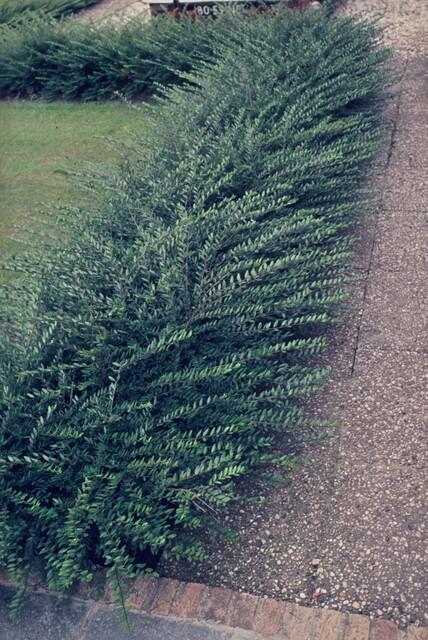 Lonicera pileata (6 stuks)