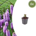 Liatris spicata (6 stuks)