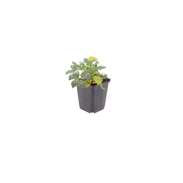 Helleborus niger (6 stuks)