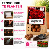 Tulpenbollen Bombastic Red Rode Pioentulp – Dubbelbloemig