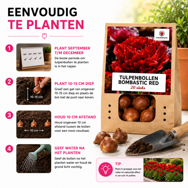 Tulpenbollen Bombastic Red Rode Pioentulp – Dubbelbloemig