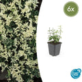 Euonymus fortunei 'Harlequin' (6 stuks)