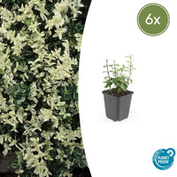 Verpakking — Euonymus fortunei 'Harlequin' (6 stuks)