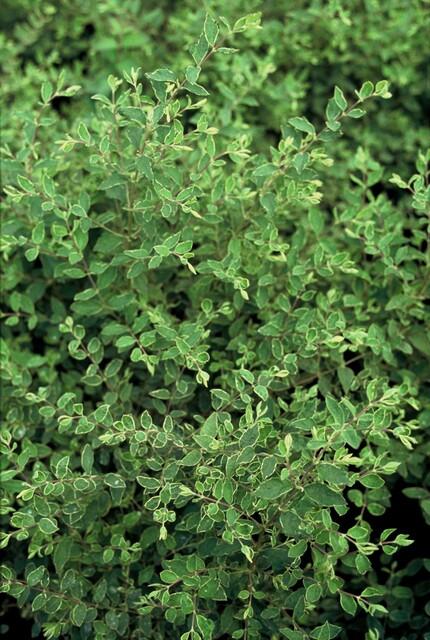 Symphoricarpos chenaultii 'Hancock' (6 stuks)