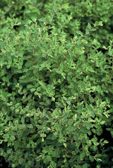 Symphoricarpos chenaultii 'Hancock' (6 stuks)