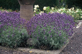 Lavandula angustifolia 'Dwarf Blue' (6 stuks)