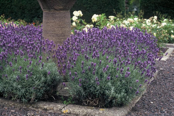 Lavandula angustifolia 'Dwarf Blue' (6 stuks)
