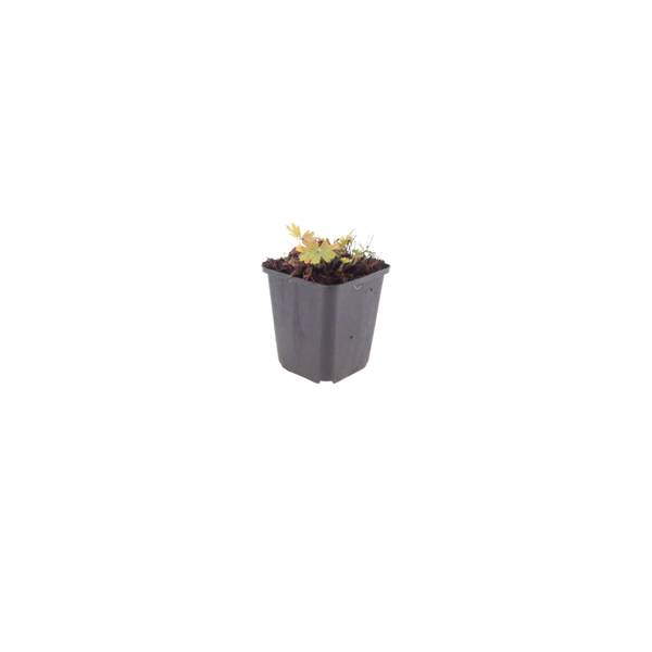 Geranium sanguineum 'Max Frei' (6 stuks)