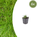 Festuca gautieri (6 stuks)