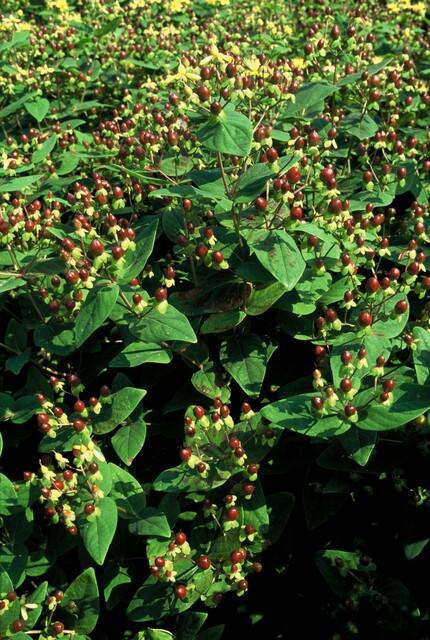 Hypericum inodorum 'Beauty' (6 stuks)