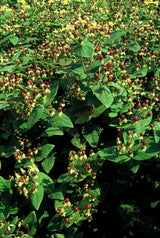 Hypericum inodorum 'Beauty' (6 stuks)