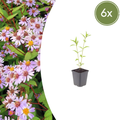 Kalimeris incisa 'Blue Star' (6 stuks)