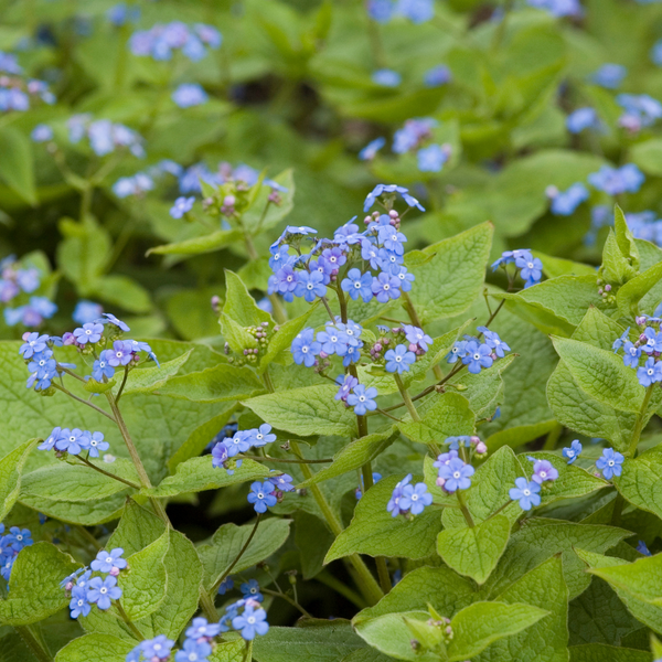 Brunnera macrophylla (6 stuks)