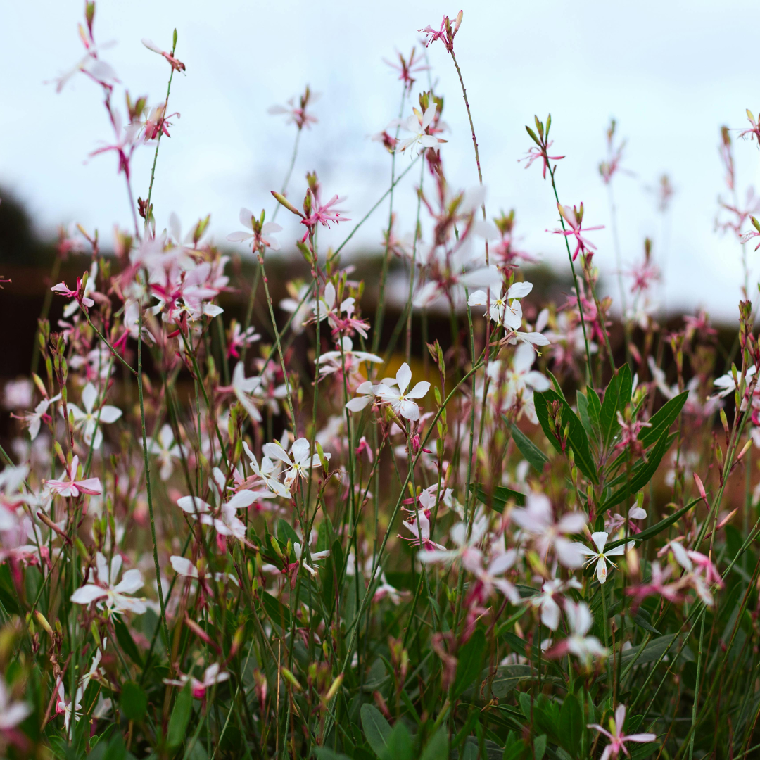 Gaura lindheimeri 'Siskiyou Pink' (6 stuks)