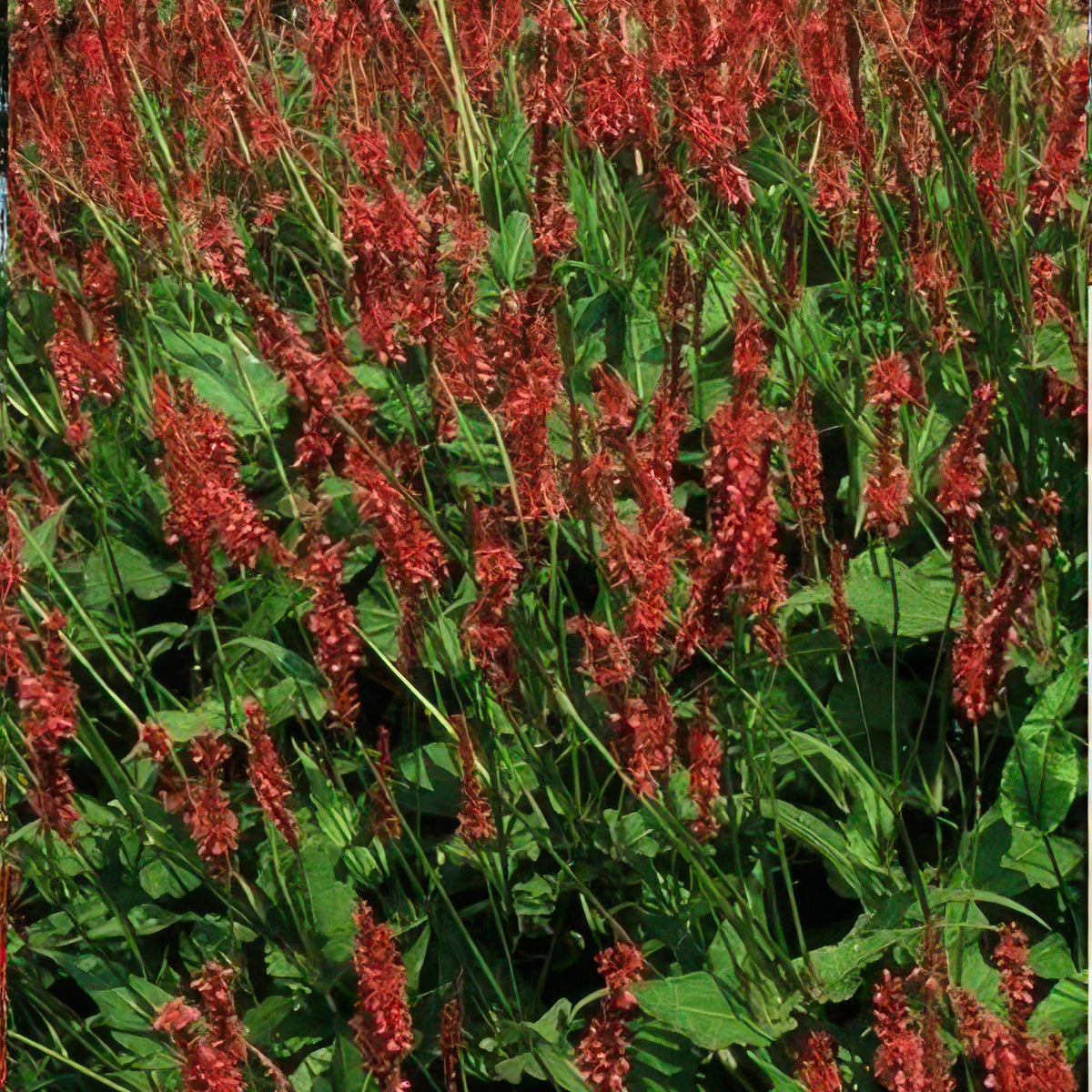 Persicaria amplexicaulis (6 stuks)